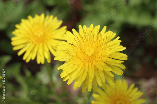 Dandelions