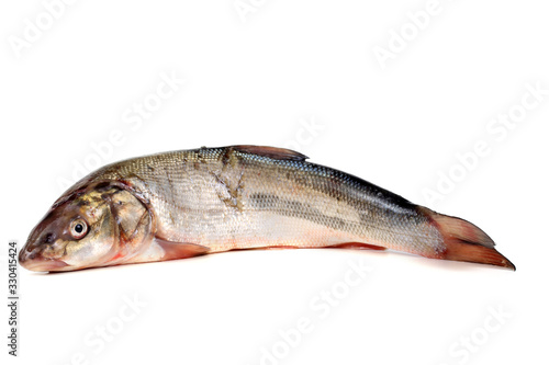 Rudd fish