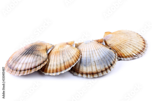 Different color scallops