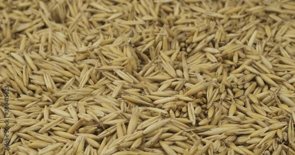 Close-up, wavy background of oats grains. Copy space. Close-up, wavy background of oats grains. Copy space.