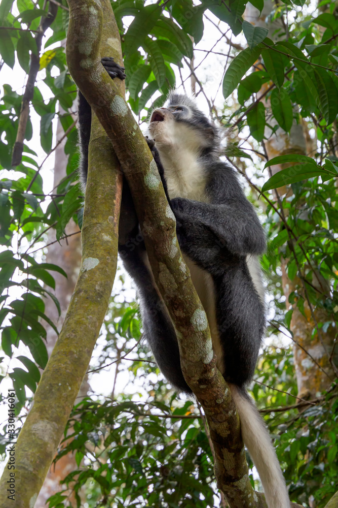 Fototapeta premium Thomson's monkey sits on a tree branch in the rainforest