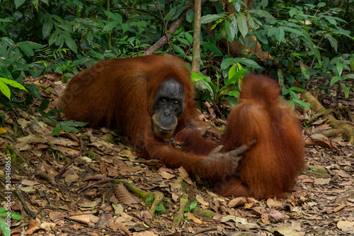 Orangutan female with cub in natural habitat