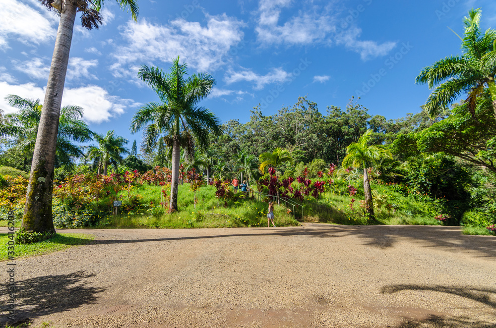 Beautiful palm tree across Road to Hana in Maui Hawaii USA Beautiful palm tree across Road to Hana in Maui Hawaii USA