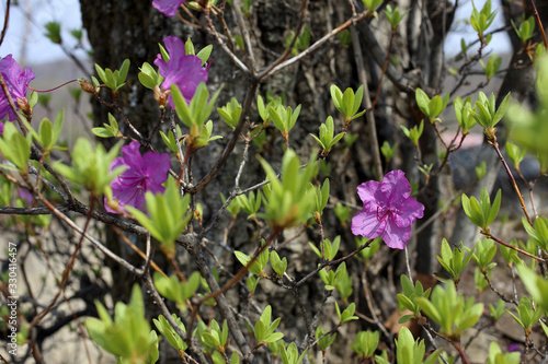 Rhododendron dauricum photo