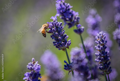 Honey bee gathering pollen in a field of lavender