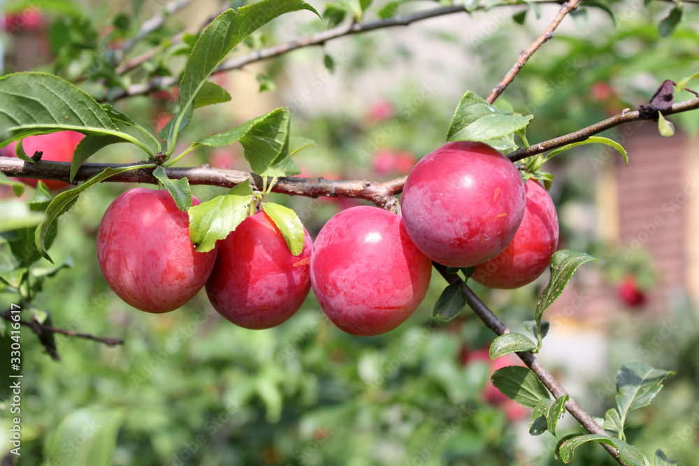 Obraz premium Red plums on tree