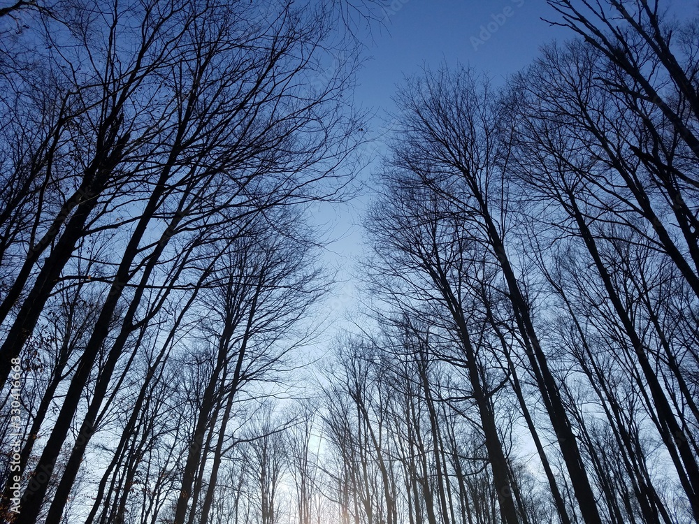 Fototapeta premium Twilight Trees