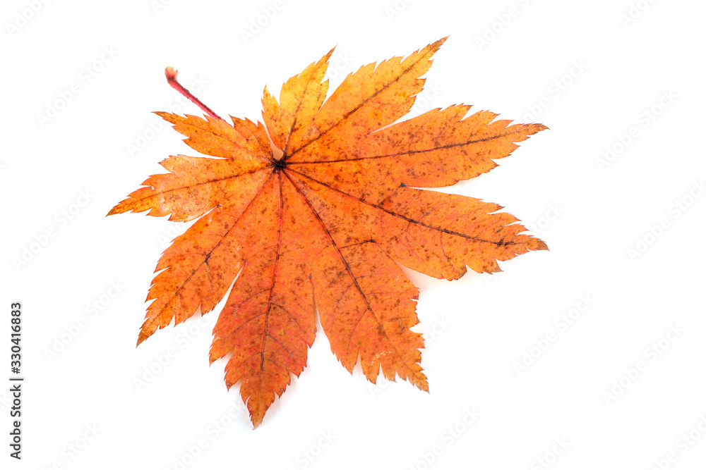 Autumn maple leaf Autumn maple leaf