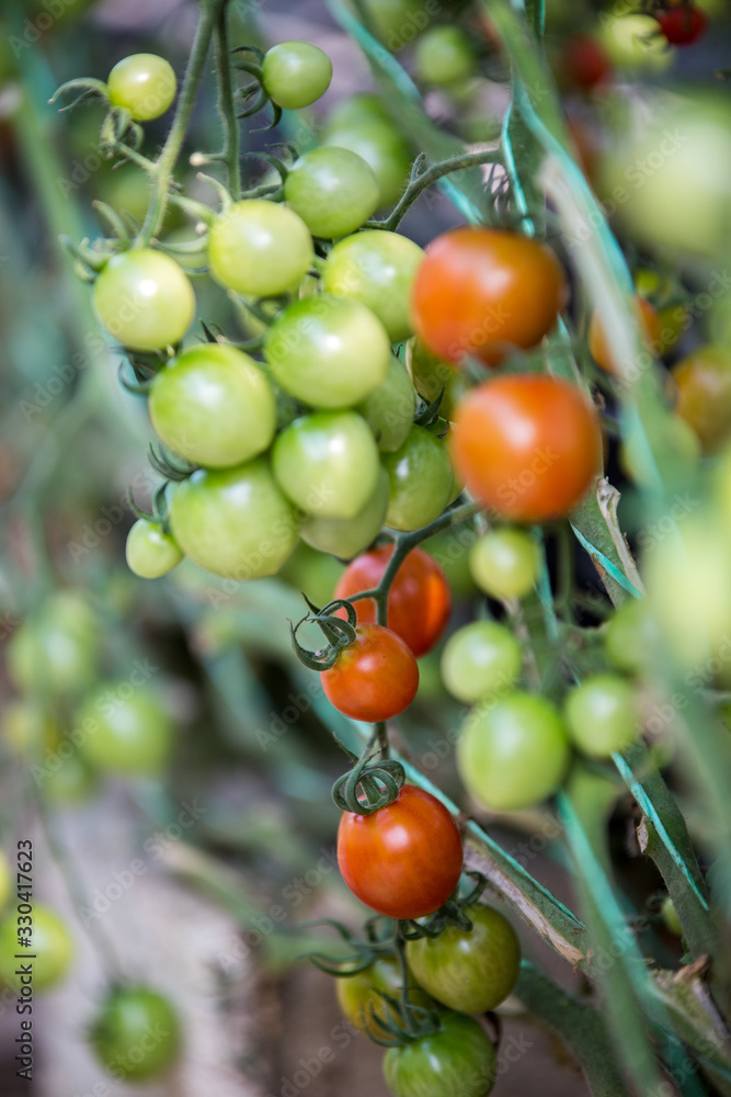 Healthy bunch of tomato on vines of tomato plant with green and red fruit
