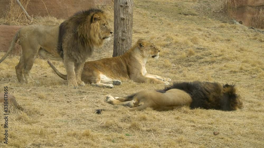 Two male lions and lioness relaxing on yellow grass in Savana p1 Two male lions and lioness relaxing on yellow grass in Savana p1