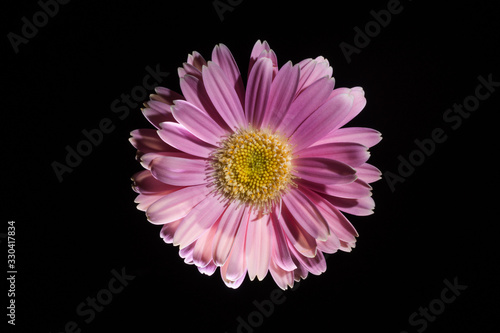 Gerbera Flower - Isolated on Black