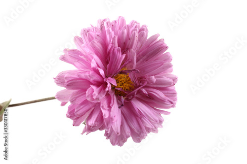 Pink chrysanthemum