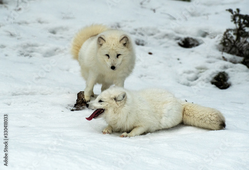 Arctic Fox in winter snow © Chris