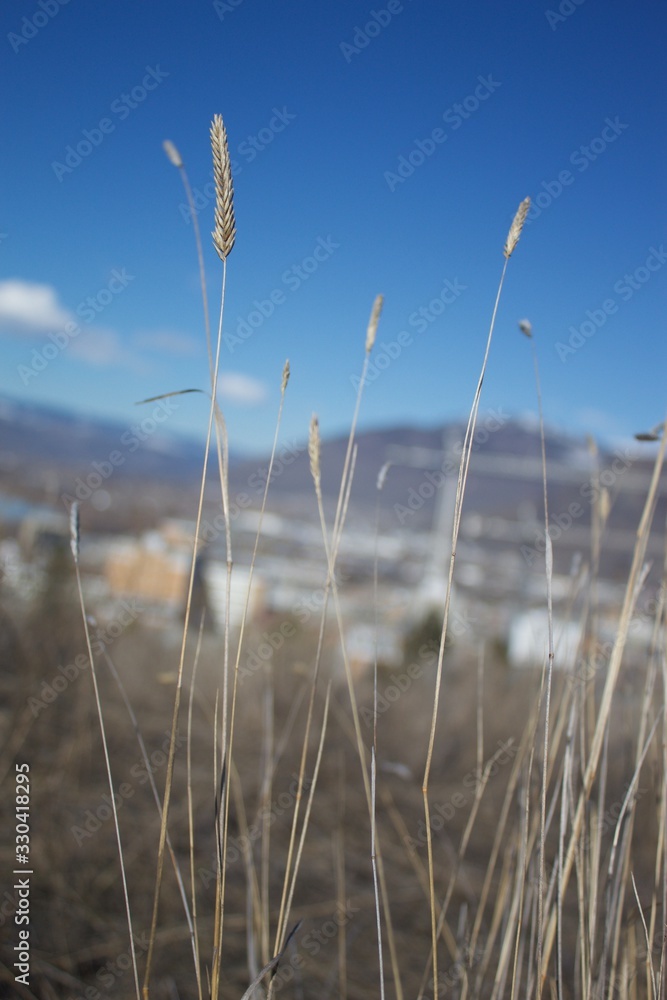 Obraz premium grasslands and blue sky