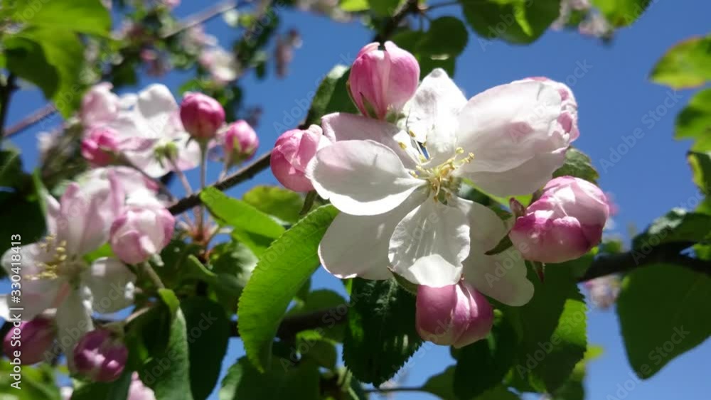 Spring flowers of apple tree on a background of blue sky. Flowers in the wind. Spring and nature Spring flowers of apple tree on a background of blue sky. Flowers in the wind. Spring and nature