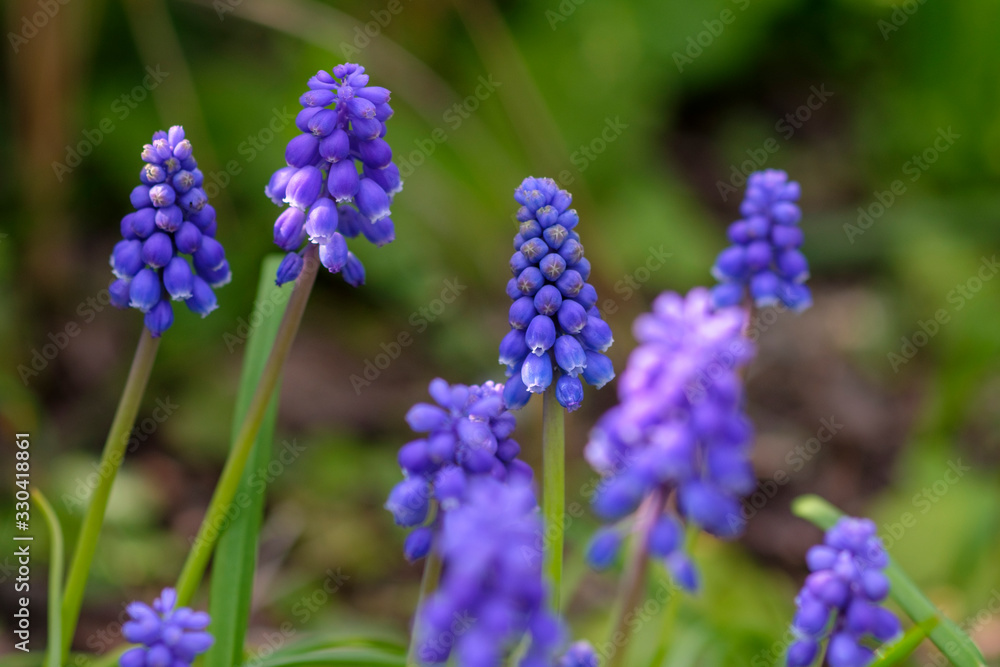 春を感じるムスカリ