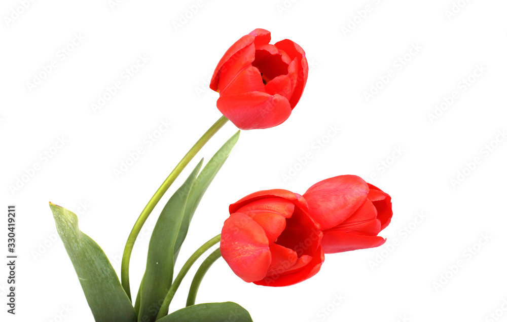 Tulips bouquet isolated on white Tulips bouquet isolated on white