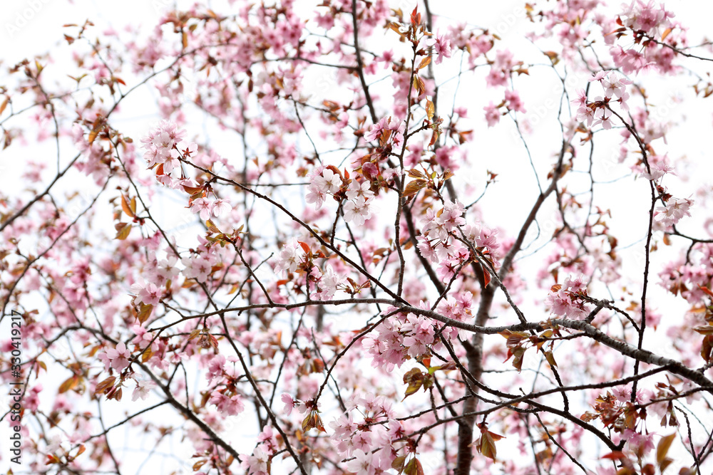 Sakura. Apricot blossom. Sakura. Apricot blossom.