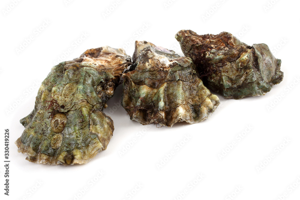 Oysters Oysters