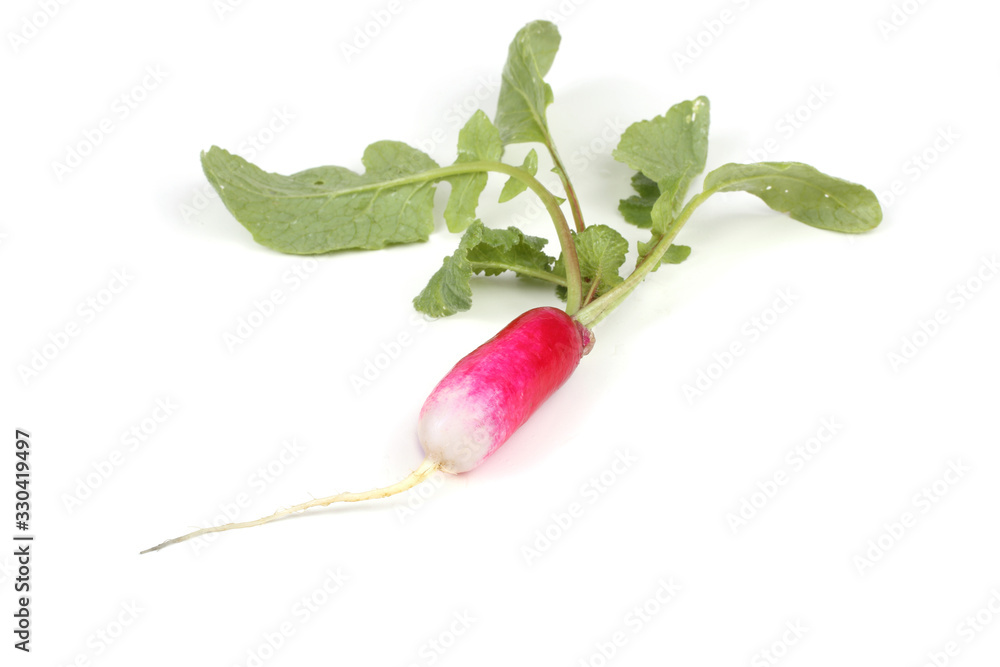 Obraz premium Radish