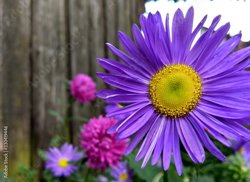 Flower with beautiful purple petals in the garden on the background of the fence