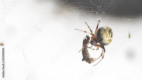 A closeup of a Metepeira labyrinthea spider on its web with prey photo