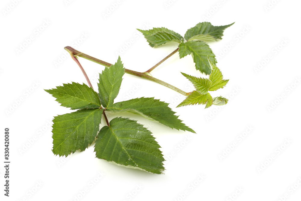 Fototapeta premium Blackberry leaves