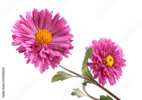 Two chrysanthemum flowers