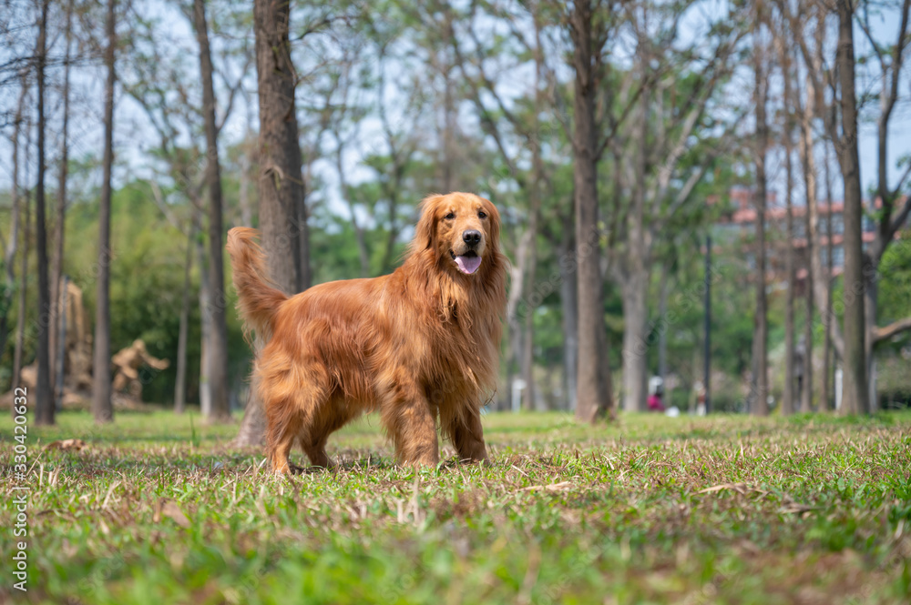 Golden retriever walking in the grass outdoors Golden retriever walking in the grass outdoors