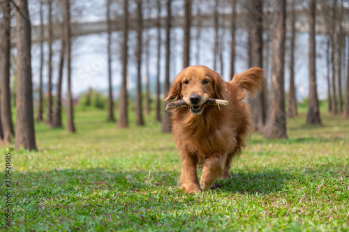 Golden retriever running on the grass with a tree branch