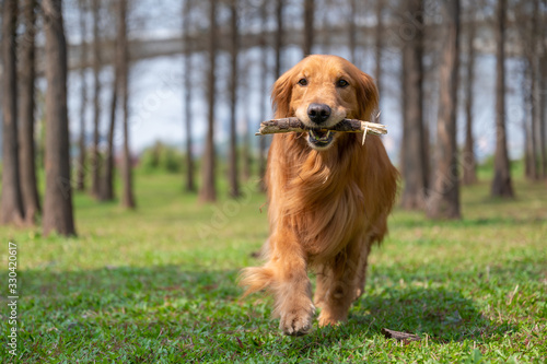 Golden retriever running on the grass with a tree branch