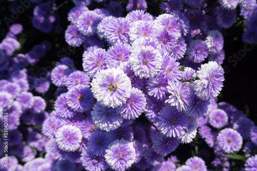 Fresh violet Margaret flowers in the garden