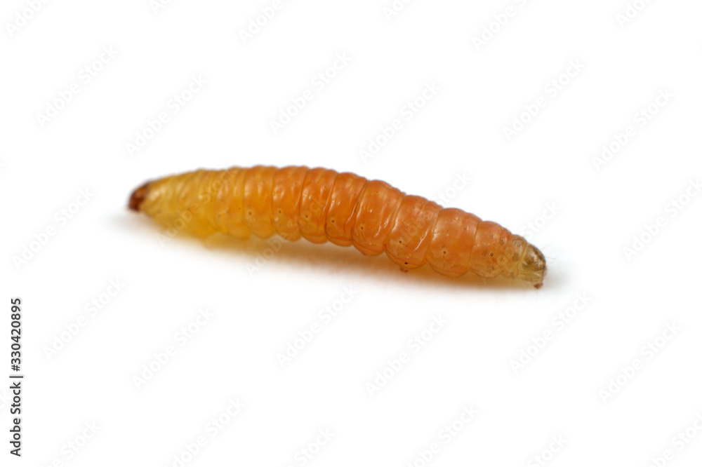 Apricot codling moth. Strongly macro. Apricot codling moth. Strongly macro.