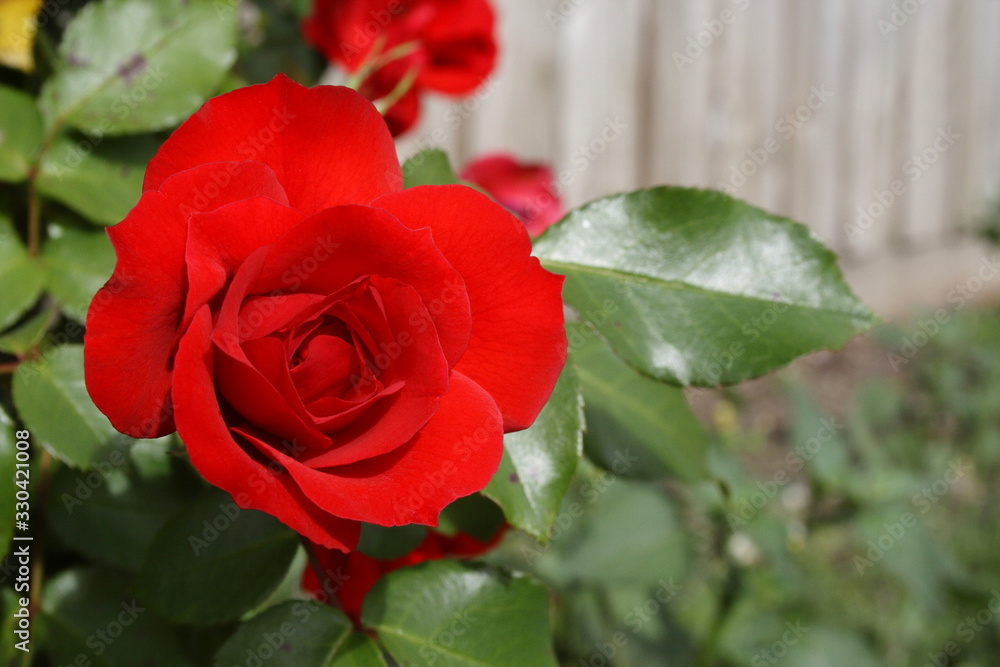 Bright Red Rose