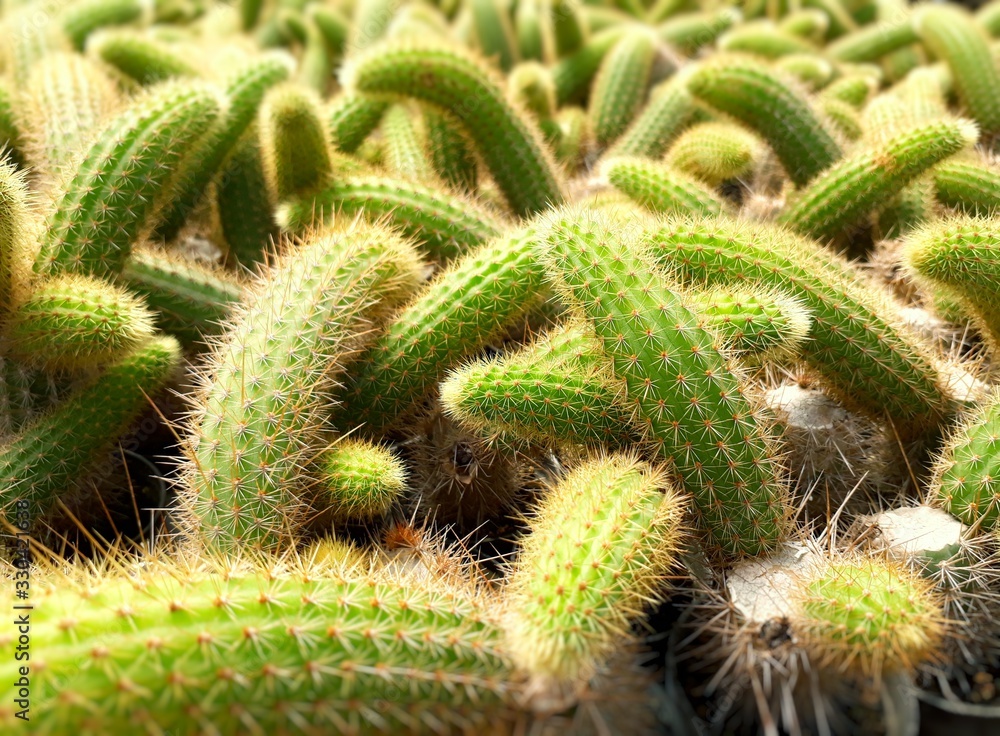 Cactus plants farm field selective focus. Cactus plants farm field selective focus.