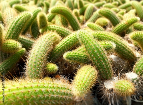 Cactus plants farm field selective focus. photo