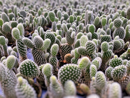 Cactus plants farm field selective focus. photo