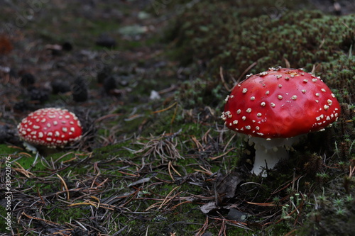 fly agaric in the forest