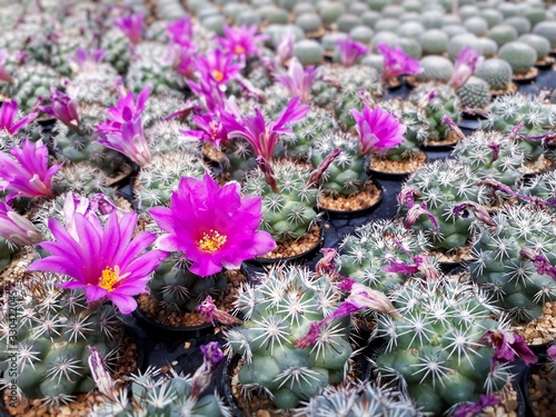 Cactus plants farm field selective focus. photo