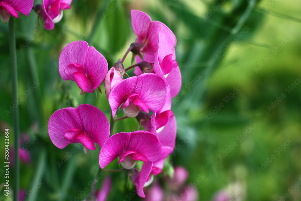 Green escapes and pink flowers of decorative lathyrus on a green background of a lawn. Green escapes and pink flowers of decorative lathyrus on a green background of a lawn.