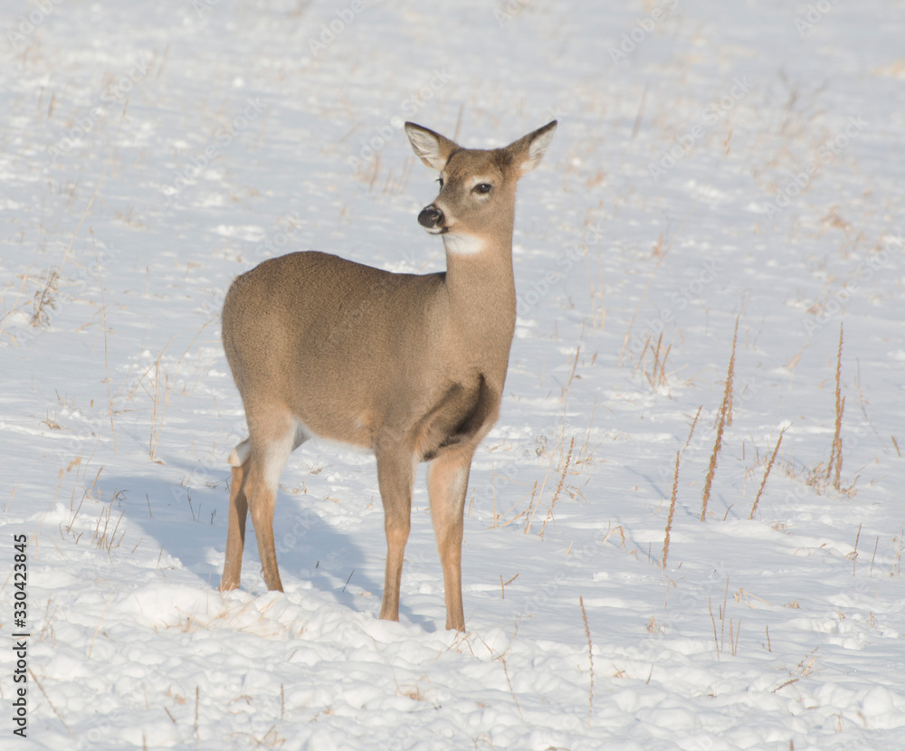Small Deer Small Deer