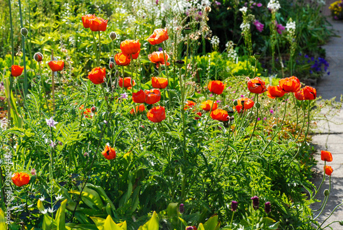Red poppies in the garden