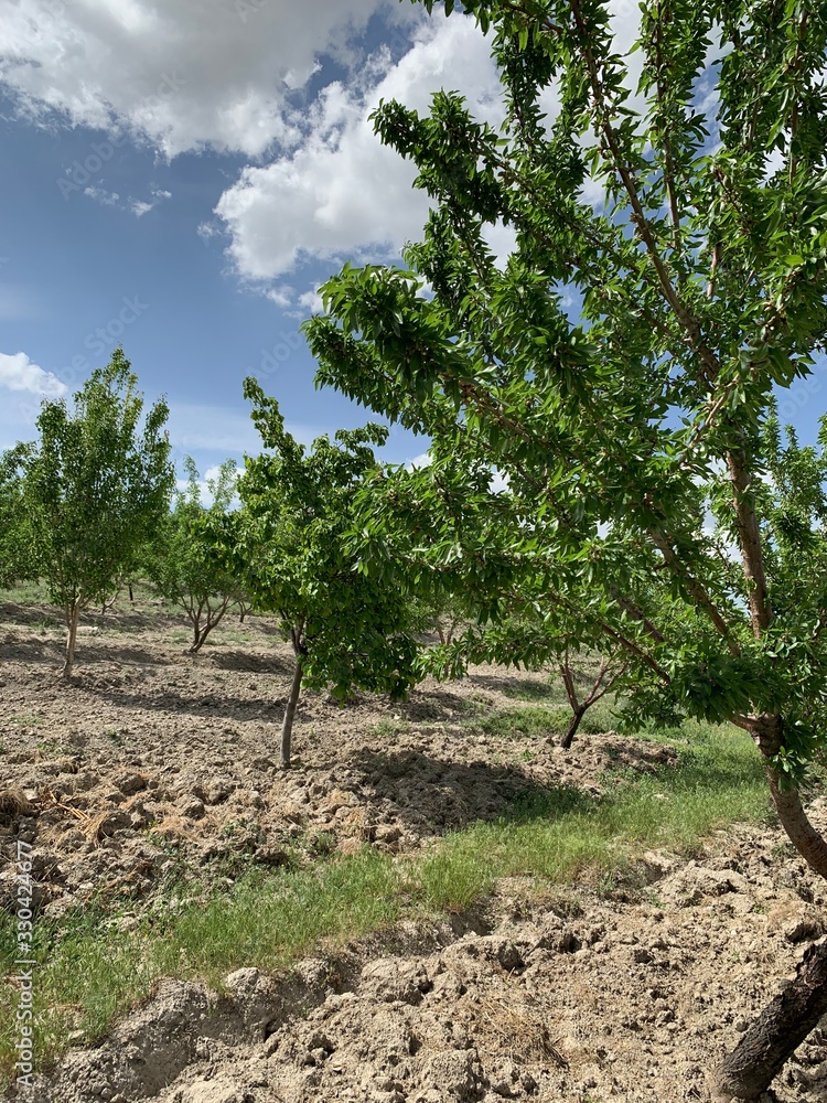 Obraz premium almond tree on the hill
