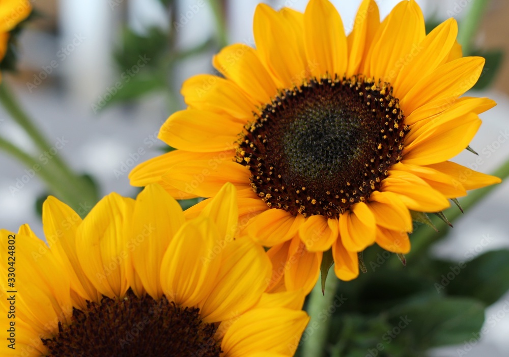 Obraz premium Sonnenblume 
