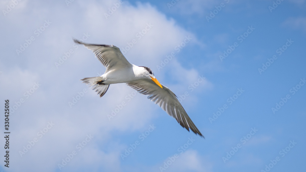 Fototapeta premium seagull in flight
