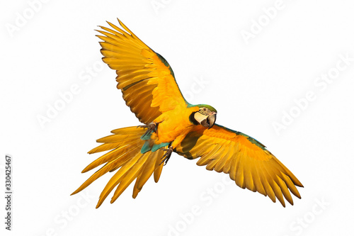 Blue and gold macaw parrot flying isolated on white