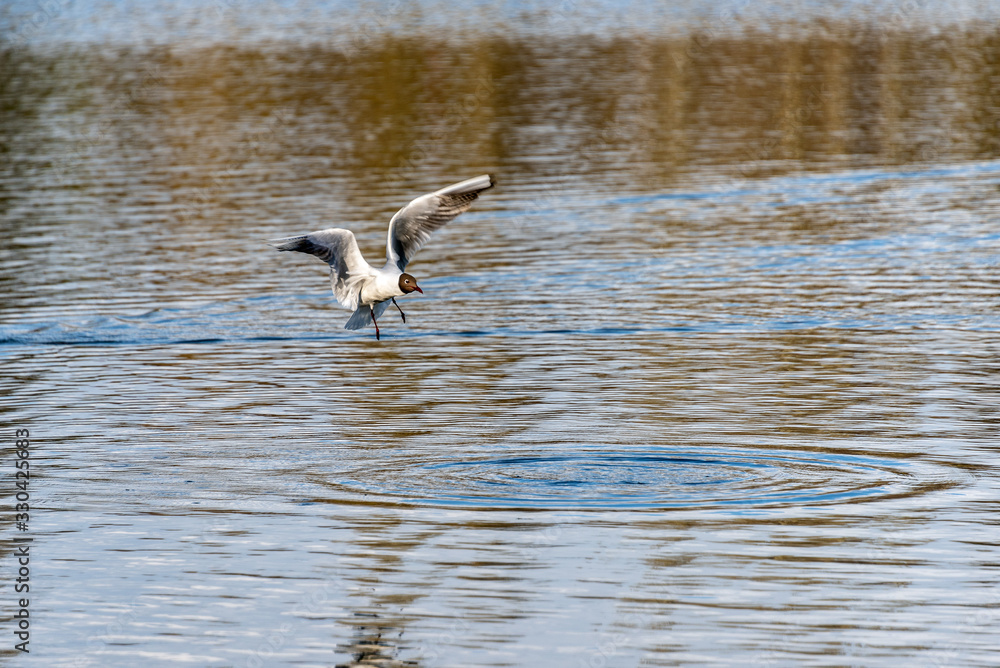 Seagulls over the water in a city park Seagulls over the water in a city park