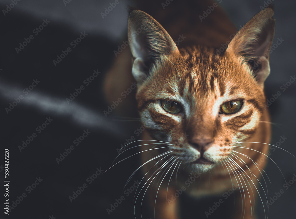 Indian billi breed also known as Indian common cat Stock Photo | Adobe ...