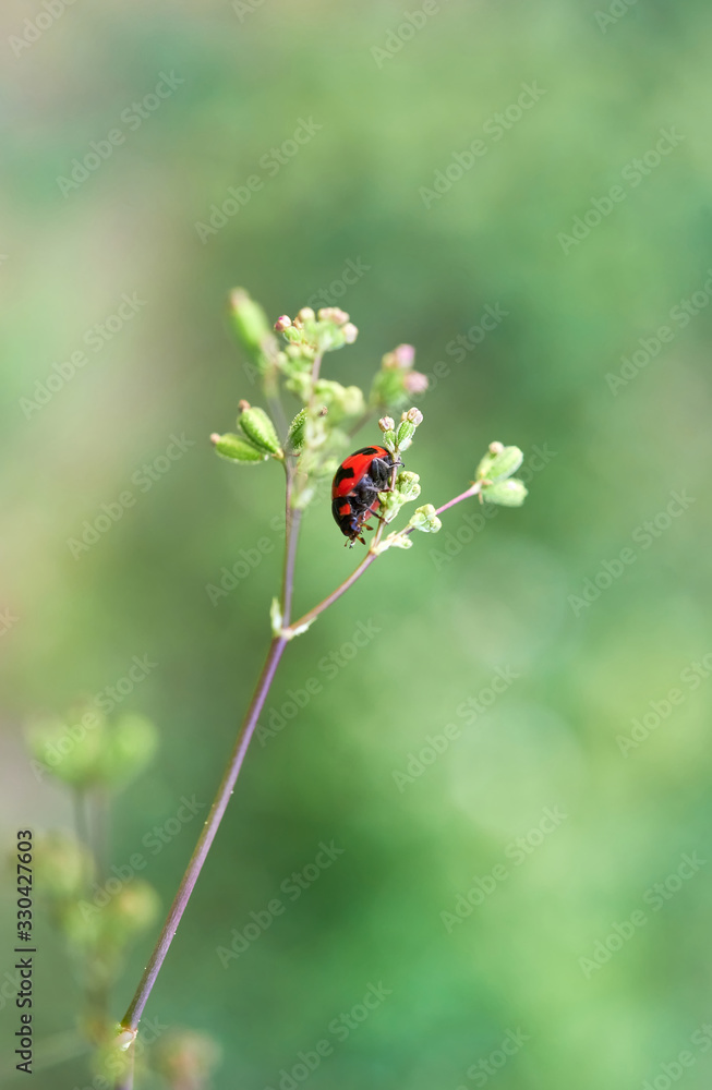 Naklejka premium The ladybug in the stem of tiny plant