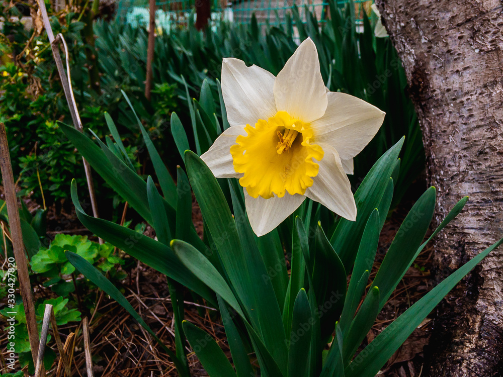 Obraz premium A white daffodil flower (lat.Narcissus) with a yellow crown and green leaves grows in the spring garden on a sunny day.